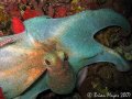 This octopus was being pecked at by a large Coney (Cephalopholis fulva). So I guess he didn't want the octopus in his area. ...¸><((((º>...Canon G7