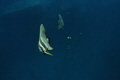 Bat fish with bouys and the famous SS Thistlegorm below.