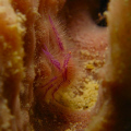 Hairy Squat Lobster hiding in a sponge, Mabul, Malaysia