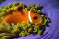 A clownfish resting in his soft bed...