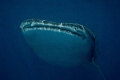 Whale Shark  off Sodwana  free diving.