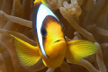 A curious clownfish defending his territory...