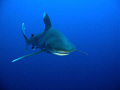 This Oceanic Whitetip shark was photographed at Daedalus reef with a Canon G9 and no external strobe.