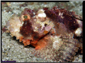 Close up on Scorpion fish 
Pleace: Masandam \ Oman 
by Olympus C-8080 WZ

Cheers

Mohammed