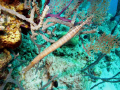 Trumpet fish, Nassau, Bahamas