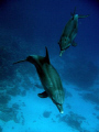 A great dive with several dolphins at Abu Nahas. Camera used was a Canon G7 in CAnon housing.