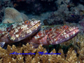 TWIX. Sweet couple of lizardfishes. Canon 40D, SIGMA 50mm MACRO.