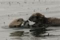 Marine mammals are always a challenge to photograph.  Shot topside from a boat, in this photo a sea otter female shares a crab with her pup.