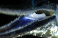 Deep Throat and tongue of a young Belone belone, night freediving