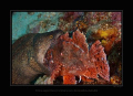 at bangka island we found these pour guys/girls. the moray made a mistake and tried to eat a scorpionfish. they both died during this dinner.
made with canon 30D, 60mm lens, 2x inon strobes