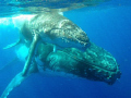 Southern hemisphere humpback whale (Megaptera novaeangliae) Mother and calf - synchronizing