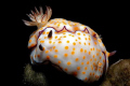 I love nudibranchs... but there are so many that it's not always easy to identify them. This should be a Risbecia pulchella, caught near Brother islands.
