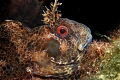 Parablennius gattoruggine is a small fish living among rocks in Mediterranean sea. This photo has been taken in north Adriatic sea, inside the Miramare marine park near Trieste.