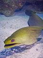 Green Moray (Gymnothorax funebris)
Ambergris Caye, Belize 08
Sealife DC 600