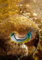 Another eye abstract but this time, it's the sleepy eye of a cuttlefish!  I'm surprised I didn't scare him away!