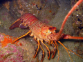 california lobster at neptune's finger, Cabo San Lucas