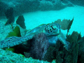 Turtle resting at Neptune's Finger in Cabo San Lucas