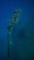 On our way back from a dive on 7 mile we came upon this friendly whaleshark, taken at Sodwana Bay, SOuth Africa