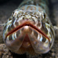 Face to face, sandiver, Vieques, P.R.