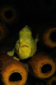 Yellow Frogfish shot with Nikon D70/Nikor 60mm.