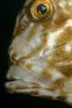 John Dory under Swanage Pier, October 2008. Taken with Nikon D100 & 60mm lens.