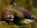 a pair of hungry white eyed eels shot at Mak Cantik kecil, Redang Island using G7 w 1 strobe