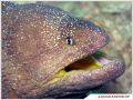 Yellow Mouth Eel took it when I was in Masandam \ Oman by Olympus C8080 WZ