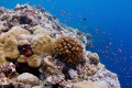 Anthias on the reef using NikonD80 + Sigma 15mm + Magic Filter