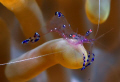 Anemone shrimp taken at Wakatobi dive resort on the starship dive site