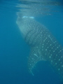 Whale shark, Mafia Island