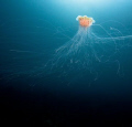Lion's Main Jellyfish photographed in November while diving in Prince William Sound Alaska.