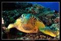 Green Sea Turtle in Sipadan, Malaysia 
Nikon D300, Tokina 10-17 Fisheye
