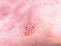 this photo was shot in 2006 summer end, Long Dong Bay in the north of Taiwan. the current and visibility of that day is not good. But this gobby is so cute staying on the sponge. After several shot, I got this one and I like it very much.