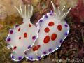 Nudibranchs enjoying a cuddle. (Chromodoris sp. 20 per Indo-Pacific Nudibranchs & Sea Slugs by Gosliner, Behrens & Valdés)...¸><((((º>...Canon G9 & stacked Inon UCL-165