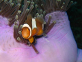 Cheeky little clown fish, for once, agreed to pose.