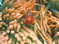 I took this photo while diving in the Agincourt Reef, part of the Great Barrier Reef! I had to get within 1 foot of the clown fish and put the camera on macro to get the picture! After a few takes, I finally got Mr. Clown fish to look right at me!!!