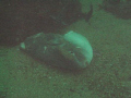 This is an interesting, not good, picture.  This was taken in Monterey. It's a half-eaten Mola Mola that was  still alive when I found it. At first I thought 