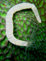Life on coral, Koh Tao, Thailand