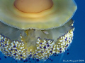 Fish in a Cothyloriza tubercolata. Canon G9 + Fantasea nano flash