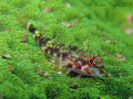 I think this Pixie Triplefin (Enneapterygius pusillus) on bed of green coral, needs some camouflage training....¸><((((º>.....Canon G9 & Inon UCL-165