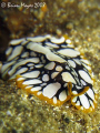 Flatworm (Pseudoceros cf scintillatus) out for a crawl....¸><((((º>...Canon G9 & Inon UCL-165's