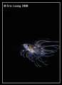 juv lionfish