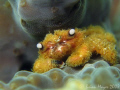 This tiny coral crab (Cymo melanodactylus) is so fury, it's more like a teddy bear than a crab. It was nicely posed like this when I found it and didn't dive for cover when I started snapping away, like most critters do..¸><((((º>..Canon G9 & lenses