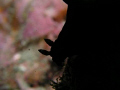 The silhouette of a nudibranch~ Different Feeling~~