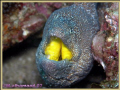 A close up on a Yellow Mouth Eel took it when I was in, Masandam \ Oman by Olympus C8080 WZ 
