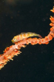 Goby on red coral branch, taken off the South shore of Maui, using a 60mm lens.