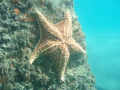 Diving the pilings of the Blue Heron Bridge, I came across this gorgeous star just 