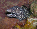 A nice spotted Moray eel at the base of a large Barrel sponge.