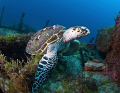 This Hawkbill turtle lives on this wreck.  Photo was taken with Olympus Evolt E-300 with Fisheye lens and Inon Z240 strobe.