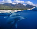 The wonder of Maui ~ Above and Below